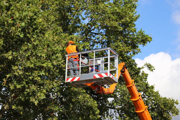 Professional Tree Removal and Landscaping Services in Fairmont City, IL